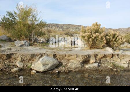 Dieser seltene Bach durchschneidet den Zusammenfluss der Wüsten Mojave und Colorado auf dem Mission Creek Preserve und bietet ein ökologisches Schutzgebiet. Stockfoto