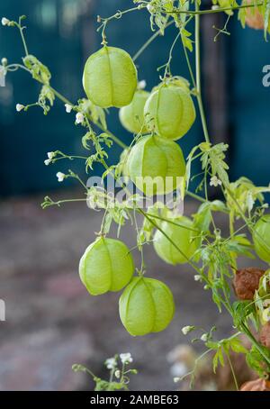 Grüner Ballon der Kardiospermum-Halicacabum-Rebe, bekannt als Ballonpflanze oder Liebe in einem Puff. Sie gehört zur Familie der Seifenbeeren, Sapindaceen. Stockfoto