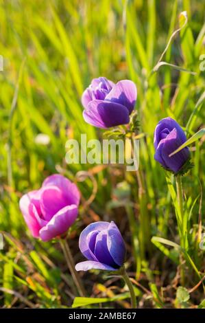 Anemone ist eine Gattung von über 200 Arten von Blütenpflanzen in der Familie der Ranunculaceae, native Zonen zu gemäßigt. Stockfoto