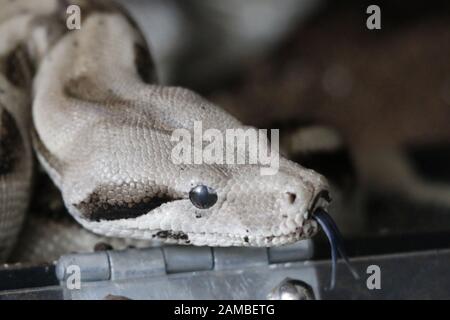 Boa Constrictor, eine Art großer, schwerstbeulter Schlange. Stockfoto