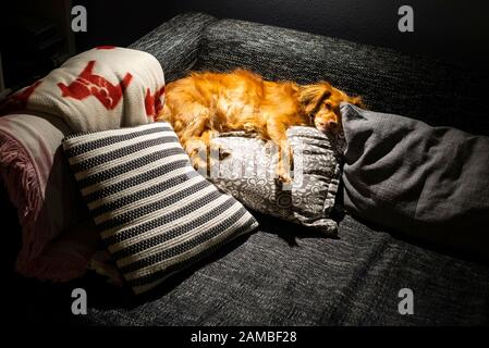 Der gemischte Spaniel-Hund liegt entspannt auf grauen und weißen Kissen auf einem schwarzen Sofa im hellen Lampenkegel Stockfoto