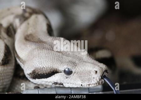 Boa Constrictor, eine Art großer, schwerstbeulter Schlange. Stockfoto