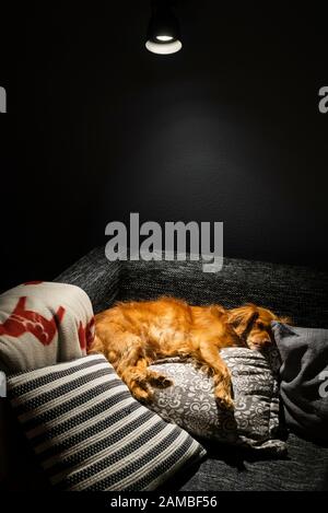 Der gemischte Spaniel-Hund liegt entspannt auf grauen und weißen Kissen auf einem schwarzen Sofa im hellen Lampenkegel Stockfoto