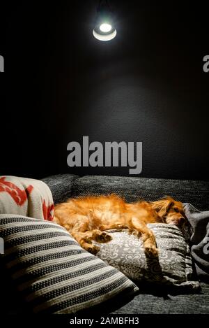 Der gemischte Spaniel-Hund liegt entspannt auf grauen und weißen Kissen auf einem schwarzen Sofa im hellen Lampenkegel Stockfoto