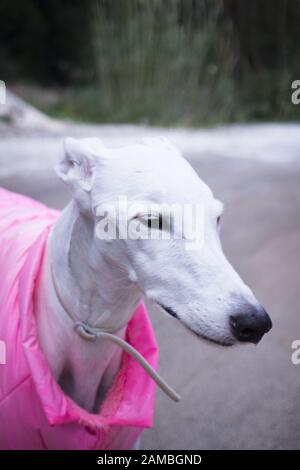 Portrait weiß Greyhound Rasse Hund mit rosa Mantel Stockfoto