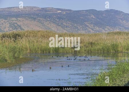 Sümpfe, Naturschutzgebiet Hula, Israel Stockfoto