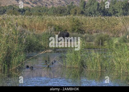 Sümpfe, Naturschutzgebiet Hula, Israel Stockfoto