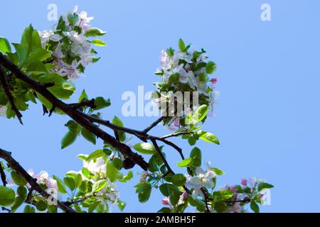 Apfel-Baum-Ast mit Blumen, die gegen den klaren blauen Himmel des Frühlings blühen. Stockfoto