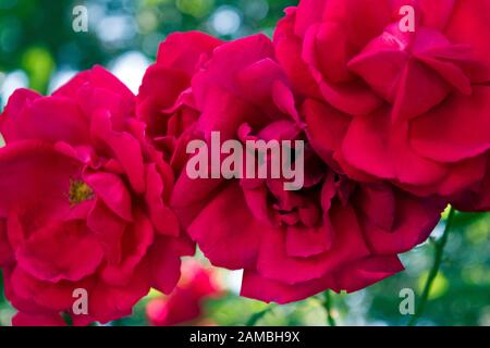 Drei schöne rote Gartenrosen. Die rote Rose ist das definitive Symbol für romantische Gefühle und repräsentiert eine wahre Liebe. Nahaufnahme. Stockfoto