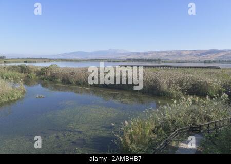 Sümpfe, Naturschutzgebiet Hula, Israel Stockfoto