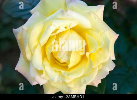 Eine schöne große gelbe Rose in einem Nahfoto. Die Farbe Gelb ist eng mit der Sonne verbunden und repräsentiert Freude und Optimismus. Stockfoto