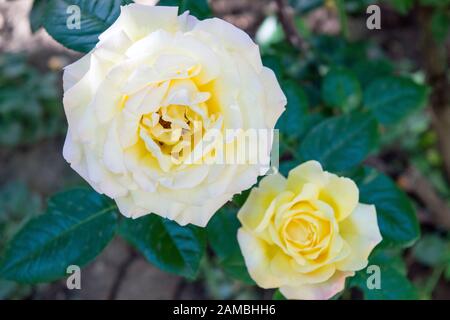 Zwei schöne gelbe Rosen: Eine große und eine kleinere in einem Nahaufnahmen von oben. Stockfoto