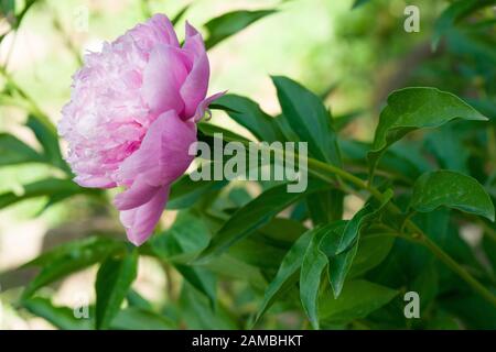 Eine schöne rosafarbene Pfirnchenblume, die von der Seite bei Tageslicht im Garten fotografiert wurde. Stockfoto