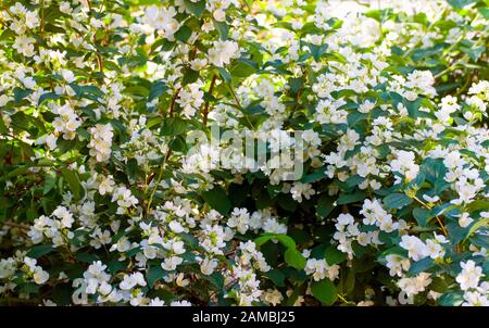 Schöne Blüten von süßem, mock-orangen oder englischen Dogwood (Philadelphus coronarius) Strauch, der für seine stark duftenden weißen Blüten kultiviert wird. Stockfoto