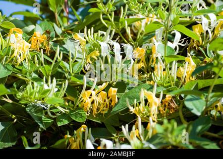 Lonicera periclymenum, bekannt unter den gängigen Namen Honigsuckle, gewöhnliche Honigsuckle, Europäische Honigsuckle oder woodbine: Schöne gelbe und weiße Blumen. Stockfoto