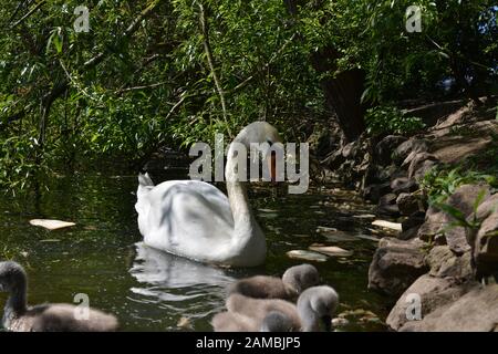 Schwäne in Brickfields Teich in Ryhl. North Wales Stockfoto