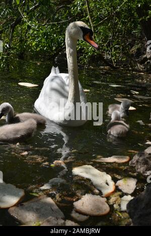 Schwäne in Brickfields Teich in Ryhl. North Wales Stockfoto