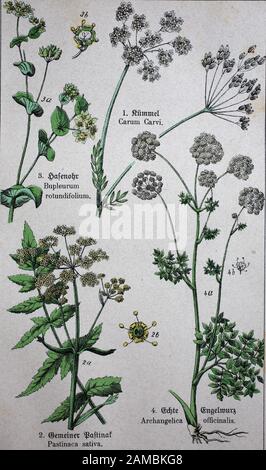 Apiaceae oder Umbelliferae, Caraway, auch Meridianfenchel genannt, und Persischer Kümmel, Parsnip, Pastinaca sativa, Bupleurum rotundifolium L., Angelica archangelica, allgemein bekannt als Gartenangelica, Wildcellerie, Und Norwegian Angelica / Apiaceae oder Umbelliferae, Kümmel, auch bekannt als Meridianfenchel, und Persischer Kreuzkümmel, Pastinake, Pastinaca sativa, Bupleurum rotundifolium L., Angelica archangelica, allgemein bekannt als Gartengelwurzel, wilder Sellorik und verbesserte digitale Reproduktion aus dem 19. Jahrhundert. Jahrhundert Stockfoto