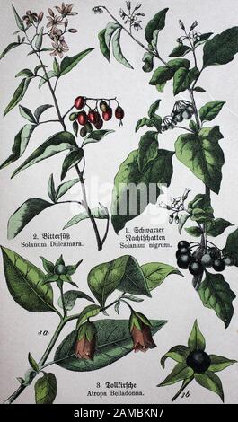 Giftige Pflanzen, Solanum dulcamara, auch bittersüß, bittersüßer Nachtschatten, bitterer Nachtschatten, blaues Bindkraut, Amara Dulcis, kletternder Nachtschatten, Amara Dulcis, kletternder Nachtschatten, Solanum dulcamara, auch Nachbekt Nachbitterer, dultersütscher, Bindschuster Amara Dulcis, kletternder Nachtschatten, Atropa Belladonna, allgemeine als Belladonna oder tödlichere Nachtschatten, historisch, digital verbessertes Repro Stockfoto