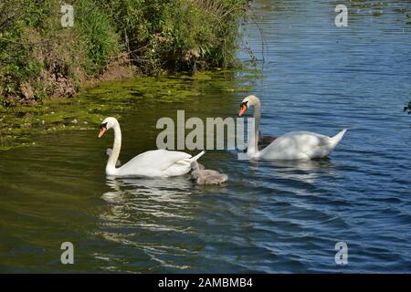 Schwäne in Brickfields Teich in Ryhl. North Wales Stockfoto