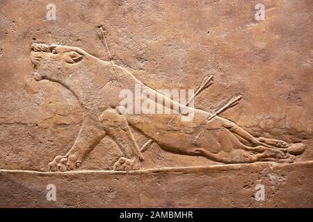 Sterbender Löwe, Pfeile in seinem Körper. Königlicher Löwe jagen Erleichterung aus dem assyrischen Palast bei Ninive. British Musuem, London. Stockfoto