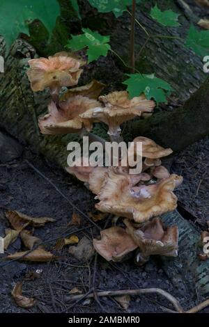 Pilze an Holz Stockfoto