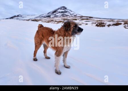 Großer brauner rumänischer Hirtenhund im Schnee Stockfoto