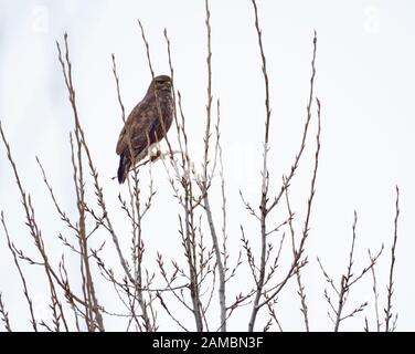 Gemeinsamer Bussardvogel (Buteo Buteo) auf einem Baum Stockfoto