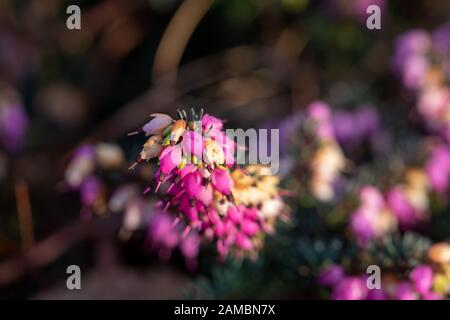 Makroaufnahme mit selektiven Fokus der Springwood Rosa winter Heide Stockfoto