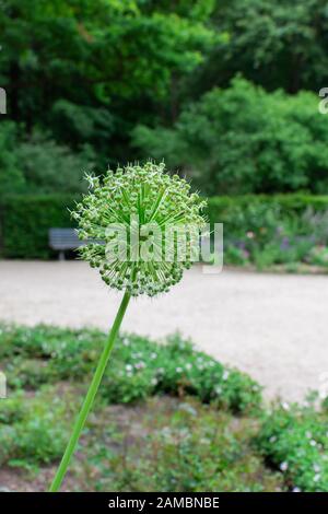 Der Tiergarten, der Spaziergang durch den grünen Park im Zentrum von Berlin, grünem Rasen und Blumen Stockfoto