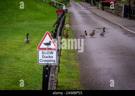 Schild Warnung für Enten und Entenküken, die Straße zu überqueren, über einen Zaun an der Straße, an einem wolkigen Hintergrund, während Enten eine Stockfoto