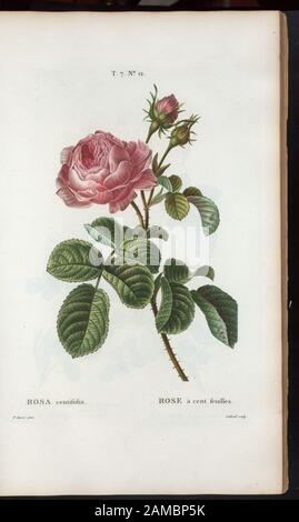 Rosa centifolia - Rose à Cent feuilles (Blasse Rose, Einhundert-blättrige oder Kohlrose) 'Rédigé par Mm. Veillard, Jaume-Saint-Hilaire, Mirbel, Poiret, et continuâe par M. Loiseleur-Deschlongchamps." Vol. 1 hat Engr. t.p. Und Halbtitel. Bd. 2 hat Ausgabe: Nouv. âed., augm. De plus de moitié pour le nombre des espáeces ... avec des figures d'aprés les dessins de P.-J. Redouté ... Bd. 2-5 haben den Aufdruck: Paris: Michel. Bd. 5 trägt den Titel: Nouveau Duhamel, ou, Traité des arbres et arbustes que l'on cultive en France / Rédigé par G.-L.-A. Loiseleur Deslongchamps, avec des figures d'aprés l. Stockfoto