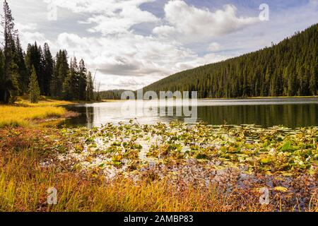 Siehe im Yellowstone Nationalpark USA Stockfoto