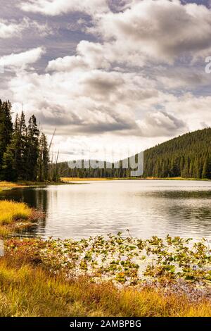 Siehe im Yellowstone Nationalpark USA Stockfoto