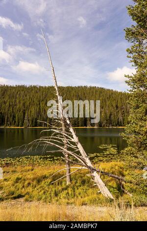 Abgestorbene Bäume am Seeufer im Yellowstone Nationalpark Stockfoto