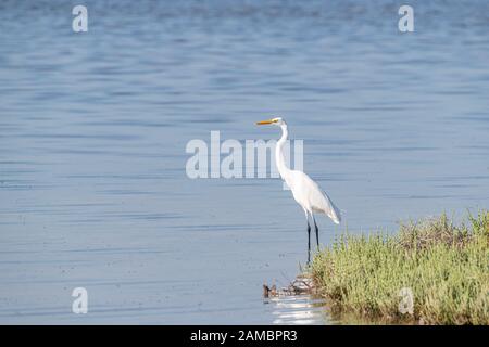 WESTERN Reef Heron steht allein im Wasser eines Mangroven Stockfoto