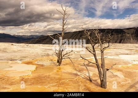 Abgestorbene Bäume im Yellowstone Nationalpark Stockfoto