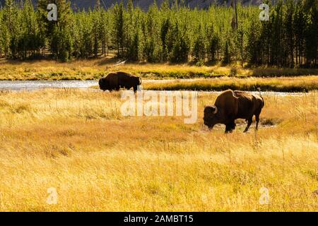 Bisons im Yellowstone Nationalpark Stockfoto