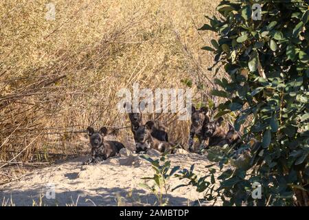 Afrikanische Wildhundewelpen an ihren Hunden, Lycaon pictus, Macatoo, Okavanago Delta, Botswana. Auch bekannt als Painted Wolf. Stockfoto