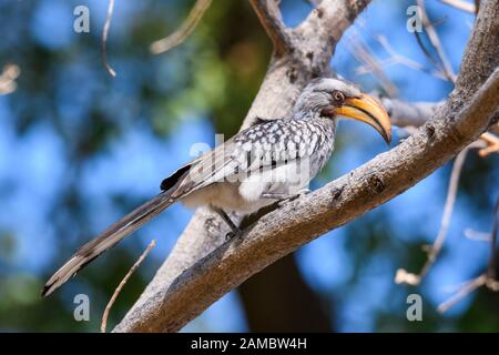 Südgelb-abgerechneter Hornbill, Tockus leucomelas, Macatoo, Okavango-Delta, Botswana Stockfoto