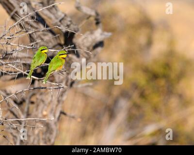 Paar Kleine Biene-eater, Merops pusillus, Okavango Delta, Botswana Stockfoto