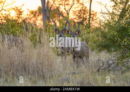 Männlich Groß Kudu, Tragelaphus strepsiceros, Khwai Private Reserve, Okavango Delta, Botswana Stockfoto