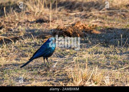 Burchell's Starling oder Burchell's Glossy-starling, Lamprotornis australis, Khwai Private Reserve, Okavango Delta, Botswana Stockfoto