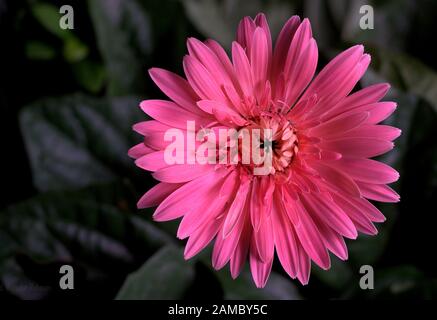 Blume in pinkfarbener Farbe Stockfoto