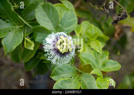Blüte der Passiflora Stockfoto