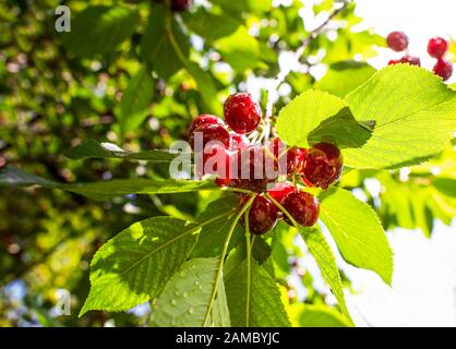 Bündel von reifen Sauerkirschen hängend an einem Kirschbaum Stockfoto