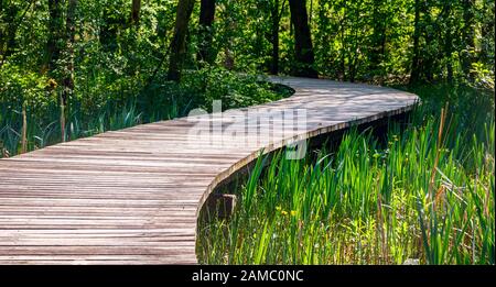 Panoramablick auf eine schnurrige Straße, die an einem sonnigen Tag an einem sumpfigen Graben mit Schilf vorbei zu einem schattigen Wald führt. Stockfoto