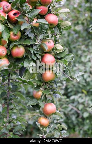 Malus Domestica 'Missing Link'. Äpfel an einem Baum. Stockfoto