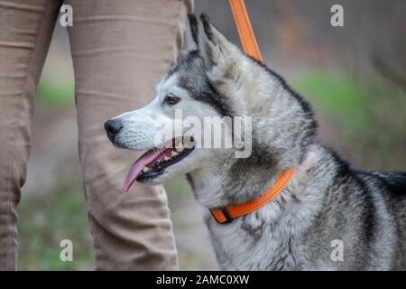 Hellgrau und weiß weibliche sibirische Husky Hund mit braunen Augen, Canis lupus familiaris Stockfoto