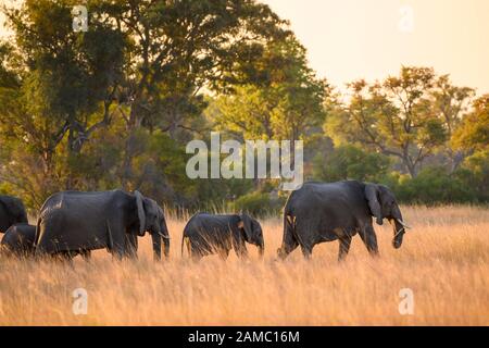 Afrikanischer Elefant, Loxodonta africana, Macatoo, Okavango-Delta, Botswana Stockfoto